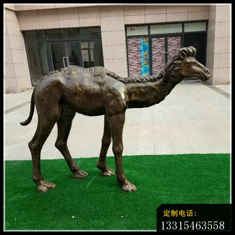 公园小骆驼铜雕，动物铜雕 (2)_800*800