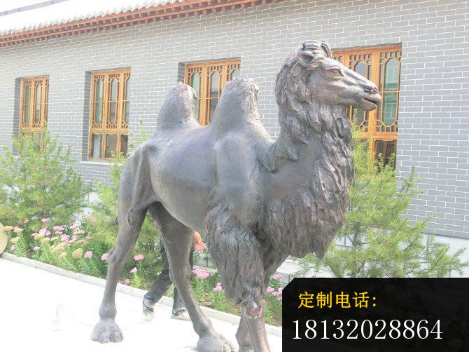 铜雕骆驼公园动物雕塑 (2)_670*502